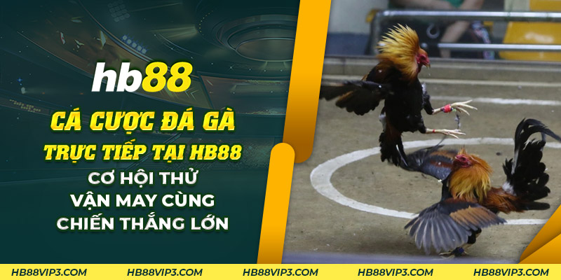 Đá gà trực tiếp tại HB88: Hòa mình vào không khí kịch tính và hấp dẫn! 1 70 Ca cuoc da ga truc tiep tai HB88 Co hoi thu van may cung chien thang lon
