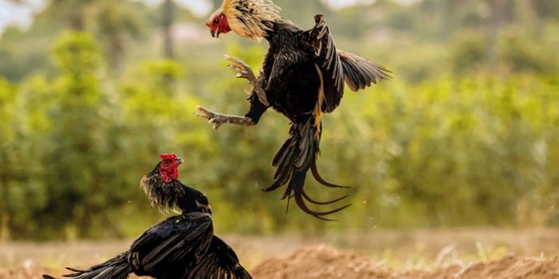 Chợ tốt gà đá Bến Tre: Nơi giao thương gà đá chất lượng! 2 Một số loại gà đá Bến Tre phổ biến với ưu điểm nổi bật