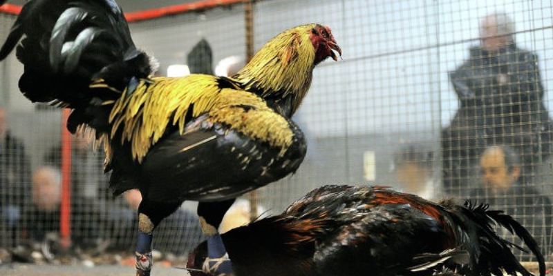 Chợ tốt gà đá Bến Tre: Nơi giao thương gà đá chất lượng! 4 Một số lưu ý khi chọn gà đá tại chợ tốt gà đá Bến Tre