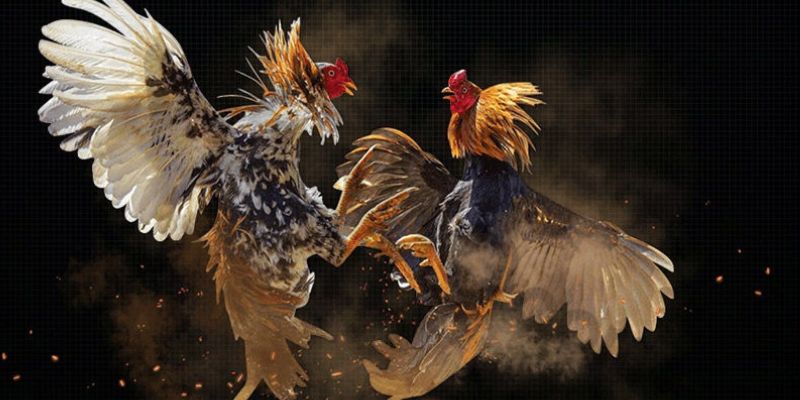 Đá gà SV388: Trải nghiệm cá cược đá gà hấp dẫn và kịch tính! 2 Nhà cái có các loại hình đá gà SV388 hấp dẫn