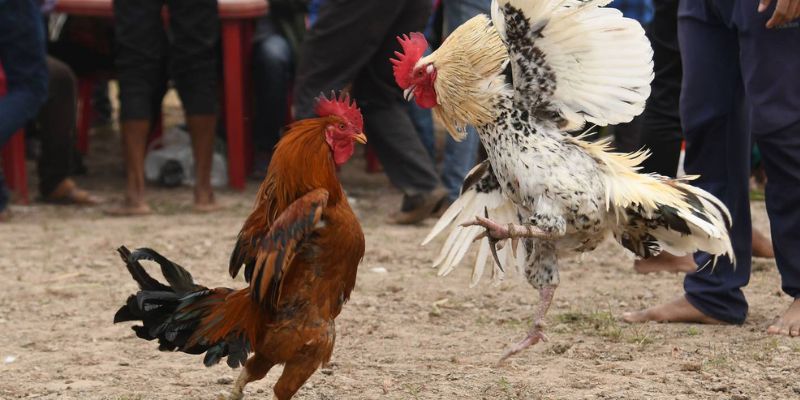 Đá gà SV388: Trải nghiệm cá cược đá gà hấp dẫn và kịch tính! 4 Chương trình khuyến mãi dành cho người chơi đá gà tại nhà cái