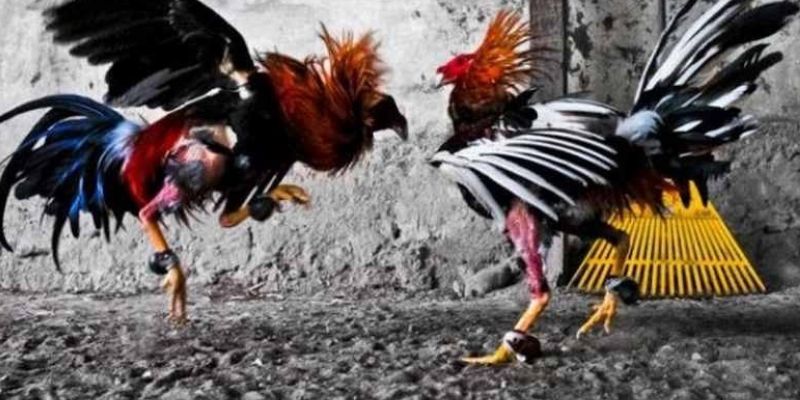 Đá gà tre: Truyền thống văn hóa và sự hấp dẫn không thể chối từ! 3 Các bước để tham gia cược đá gà tại nhà cái