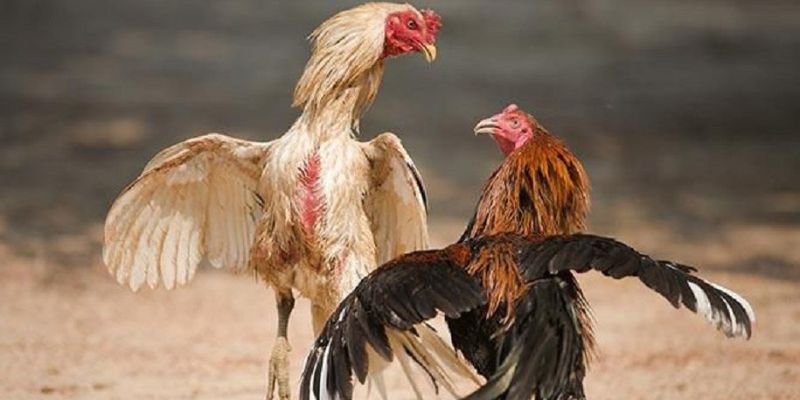 Đá gà trực tiếp tại HB88: Hòa mình vào không khí kịch tính và hấp dẫn! 2 Website nhà cái có nhiều tính năng hấp dẫn