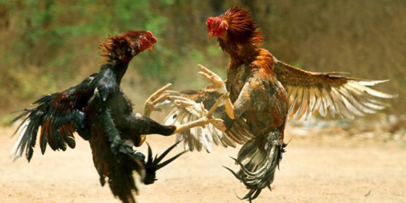 Đá gà trực tiếp tại HB88: Hòa mình vào không khí kịch tính và hấp dẫn! 3 Các bước đặt cược khi xem đá gà trực tiếp tại nhà cái