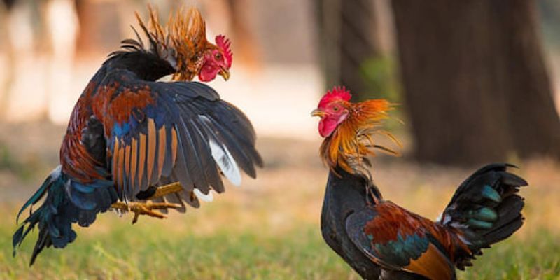 Đá gà trực tiếp tại HB88: Hòa mình vào không khí kịch tính và hấp dẫn! 4 Những thủ thuật để tăng tỷ lệ thăm khi tham gia cá cược tại nhà cái