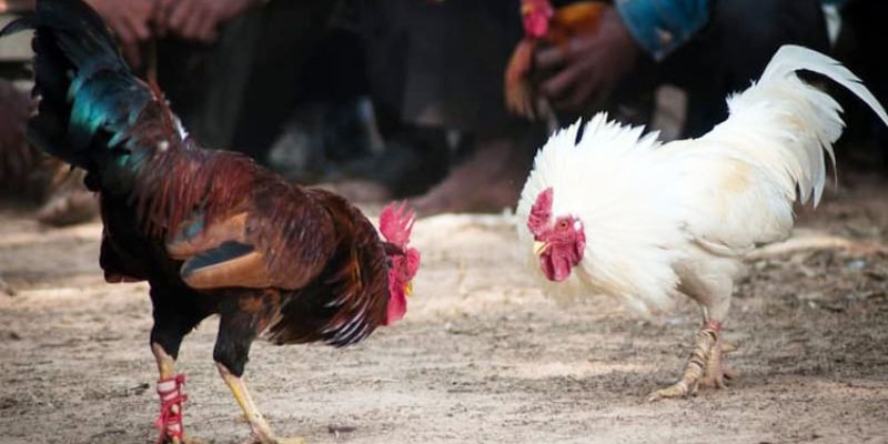 Nhà cái HB88 - Nơi xem đá gà trực tiếp bình luận chất lượng cao 2 Các bước đơn giản để xem đá gà trực tiếp bình luận tại nhà cái