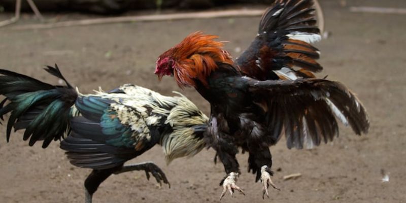 Nhà cái HB88 - Nơi xem đá gà trực tiếp bình luận chất lượng cao 4 Những kinh nghiệm chọn gà đá hiệu quả từ chuyên gia