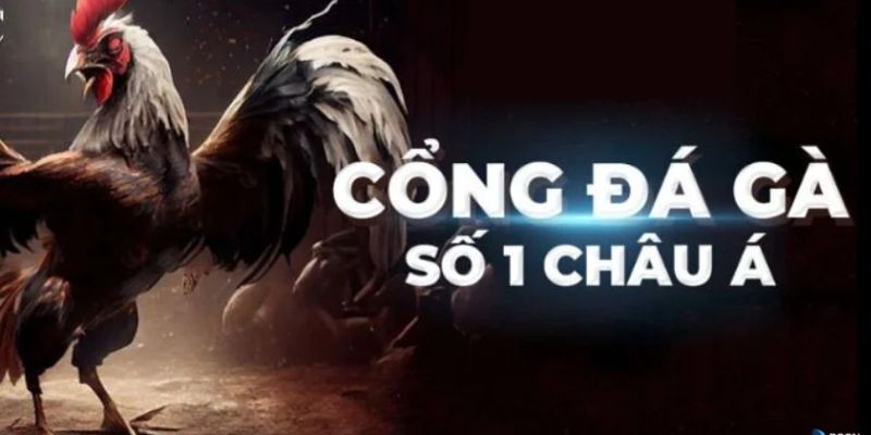 Trực tiếp đá gà cpc3 tại HB88: Giải trí với những trận chiến nảy lửa 3 Các bước đơn giản để có thể xem đá gà cpc3 trực tiếp